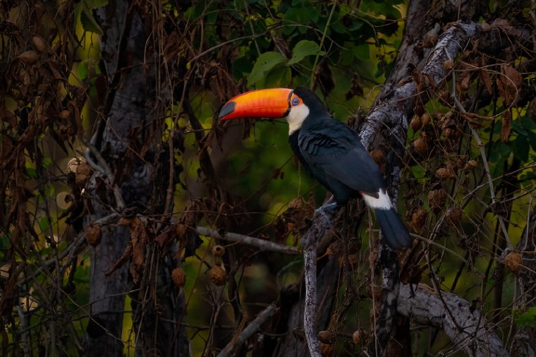 028 Noord Pantanal, reuzentoekan.jpg
